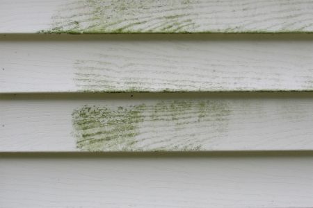 Algae & Mold Removal